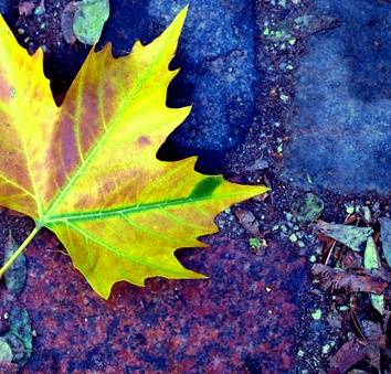 Poem learn autumn