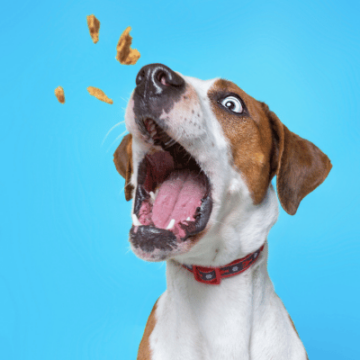 zehn kreative und abwechslungsreiche Varianten des Suchspiels, die dein Kind und euren Hund gleichermaßen begeistern werden